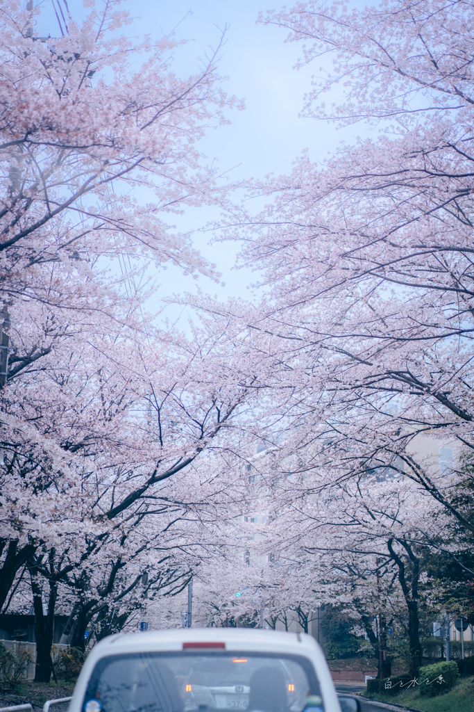 桜のトンネルが雨に濡れて