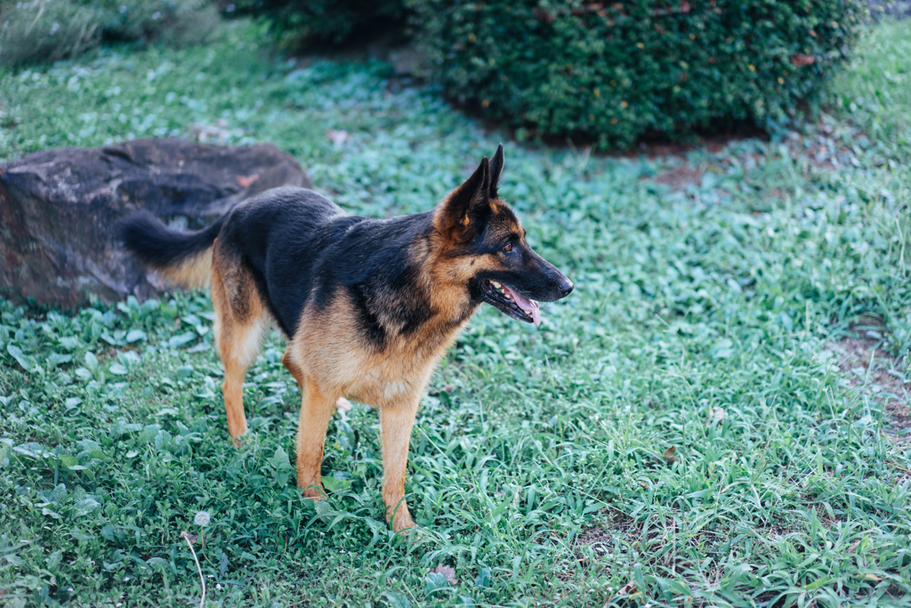 飼い犬