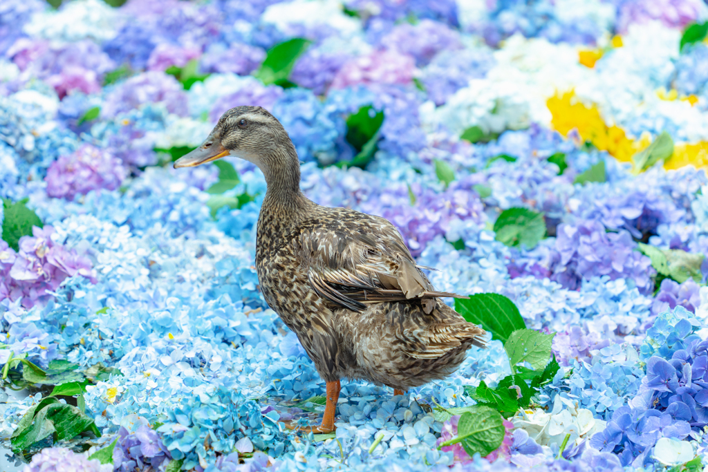 紫陽花の池