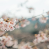 河津桜の満開までもう少し