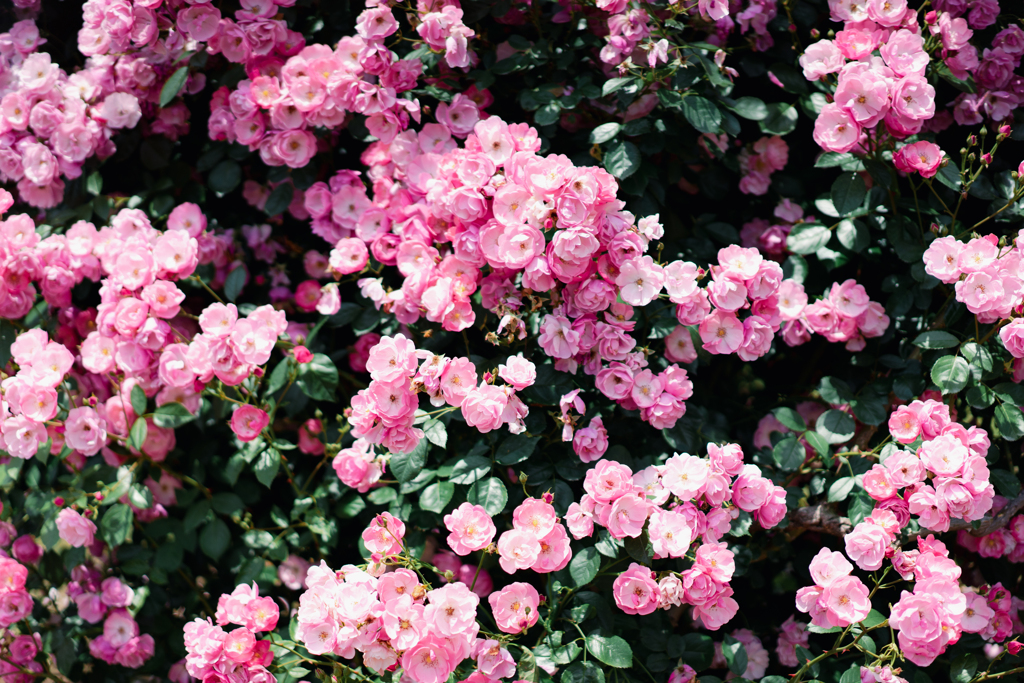薔薇