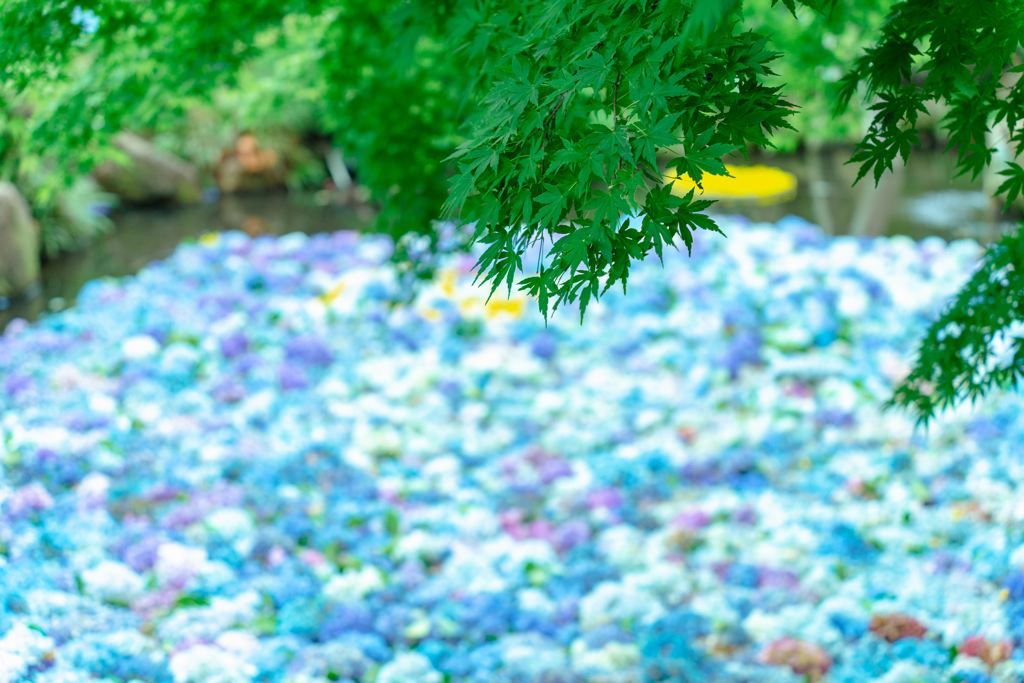 紫陽花の池