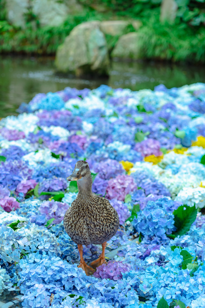 紫陽花の池