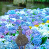 紫陽花の池