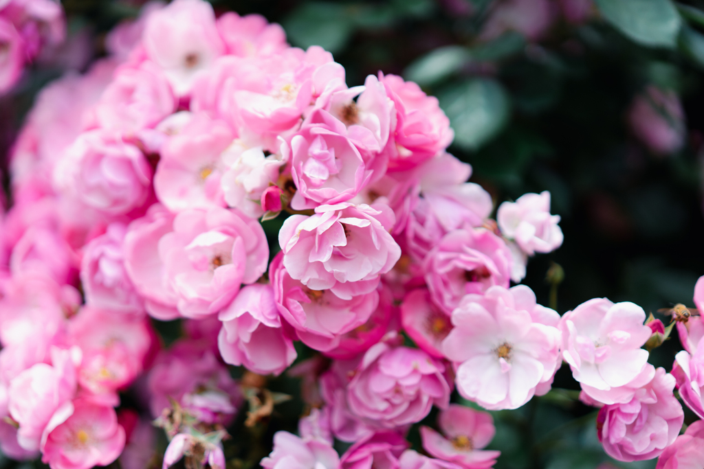 薔薇