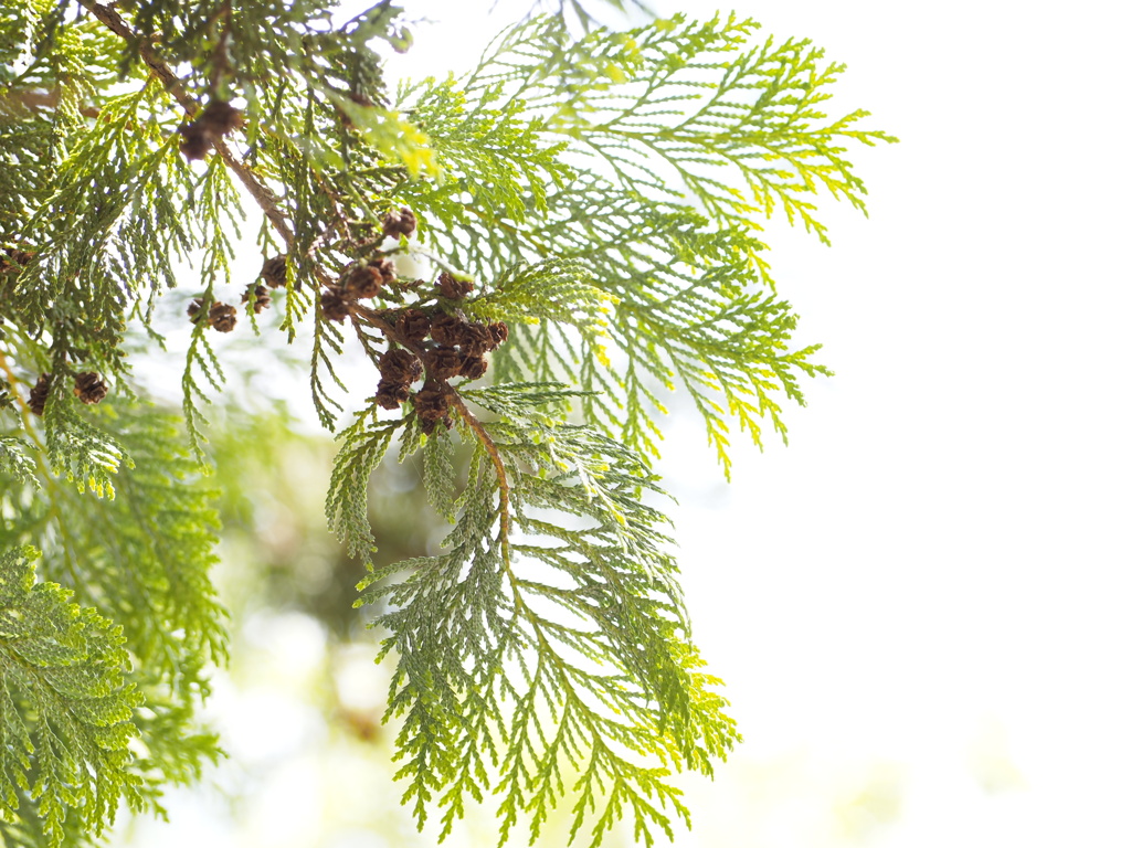 松ぼっくりの子