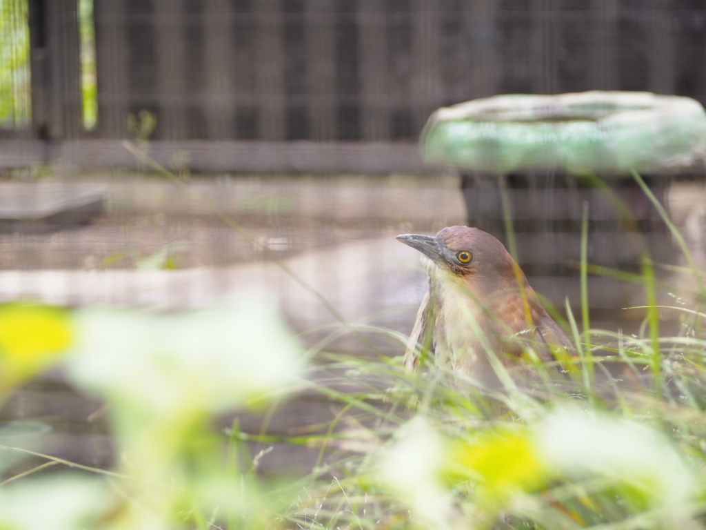 鳥さん