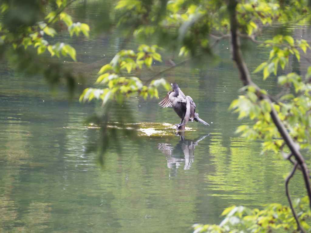 神秘的な鳥さん