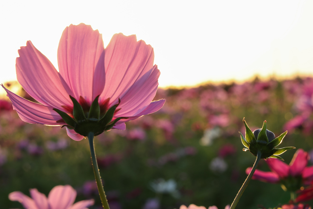 秋桜