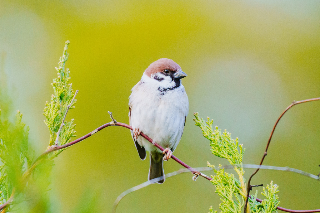 野鳥撮影はじめました。