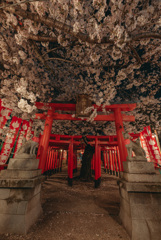 桜と鳥居