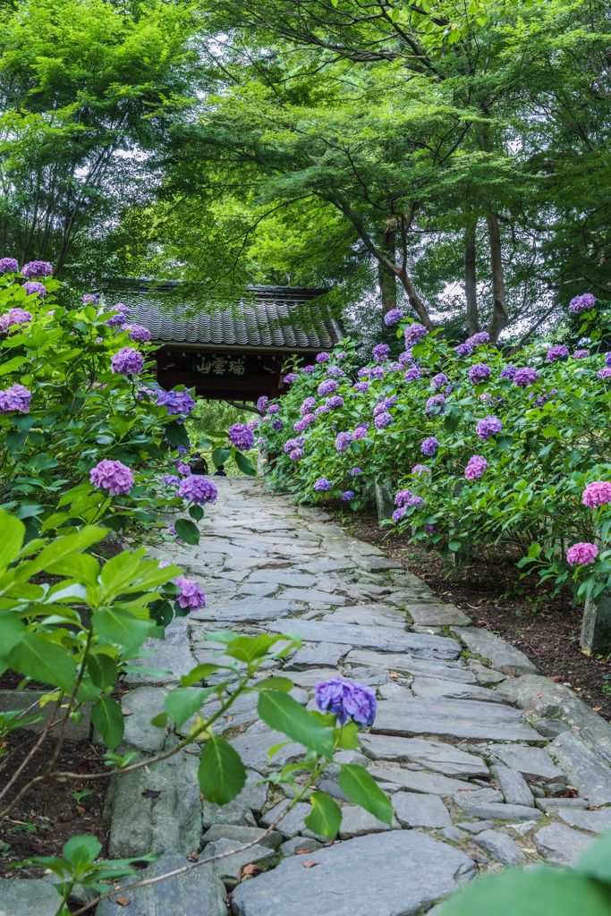 本光寺の紫陽花