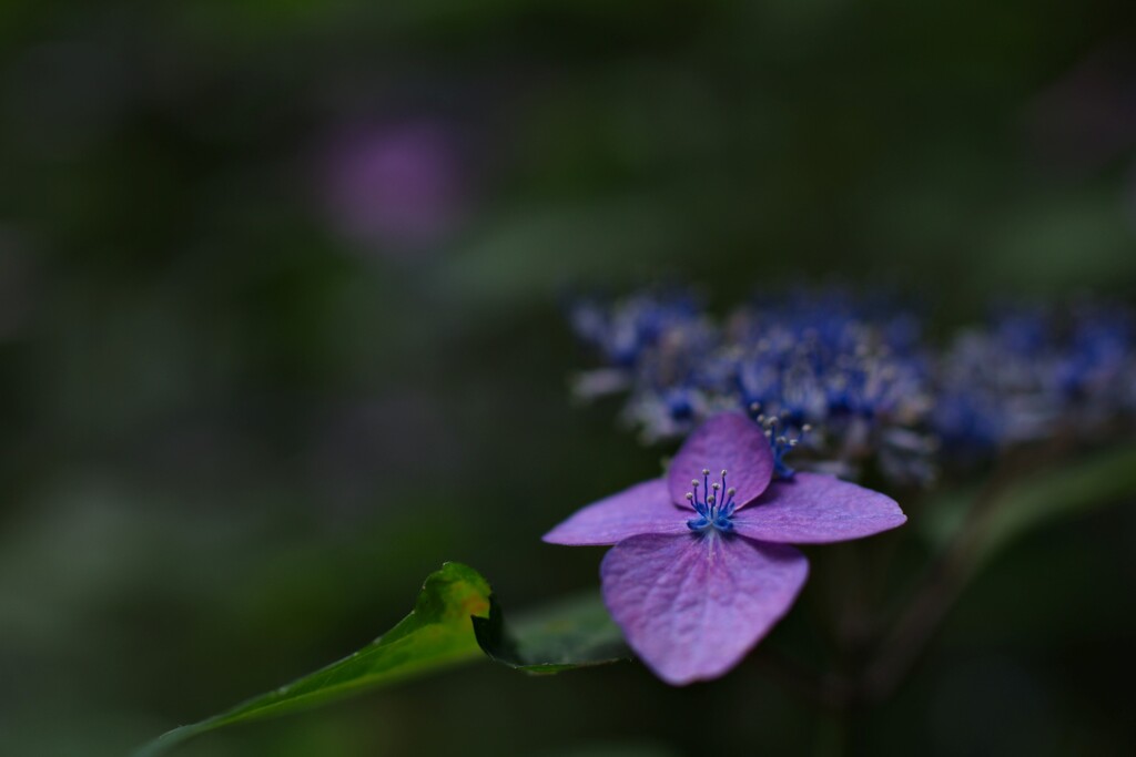 紫と青