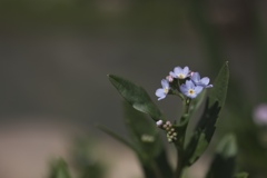 forget-me-not