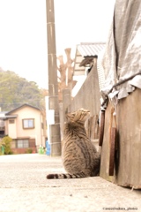 田舎のねこ