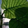 umbellata