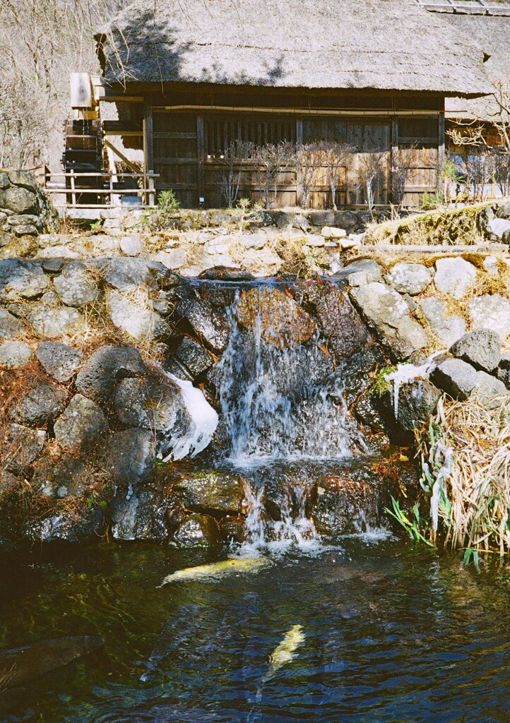 鯉