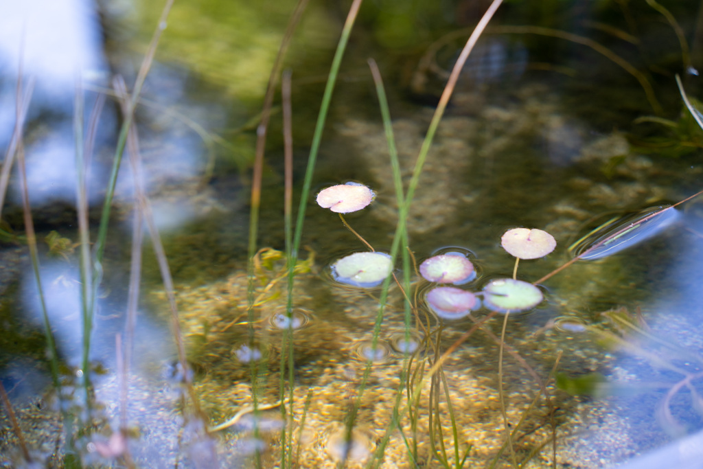 水草