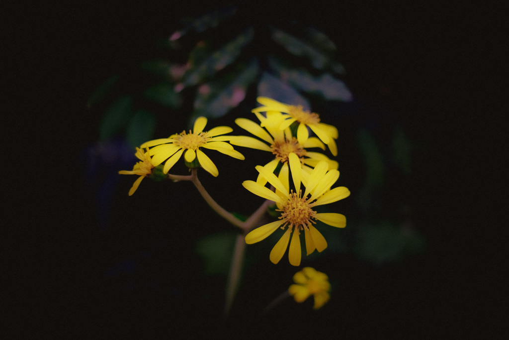 11月の花