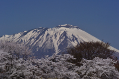 岩手山と桜