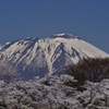 岩手山と桜