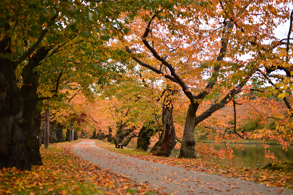 秋の桜道