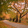 秋の桜道