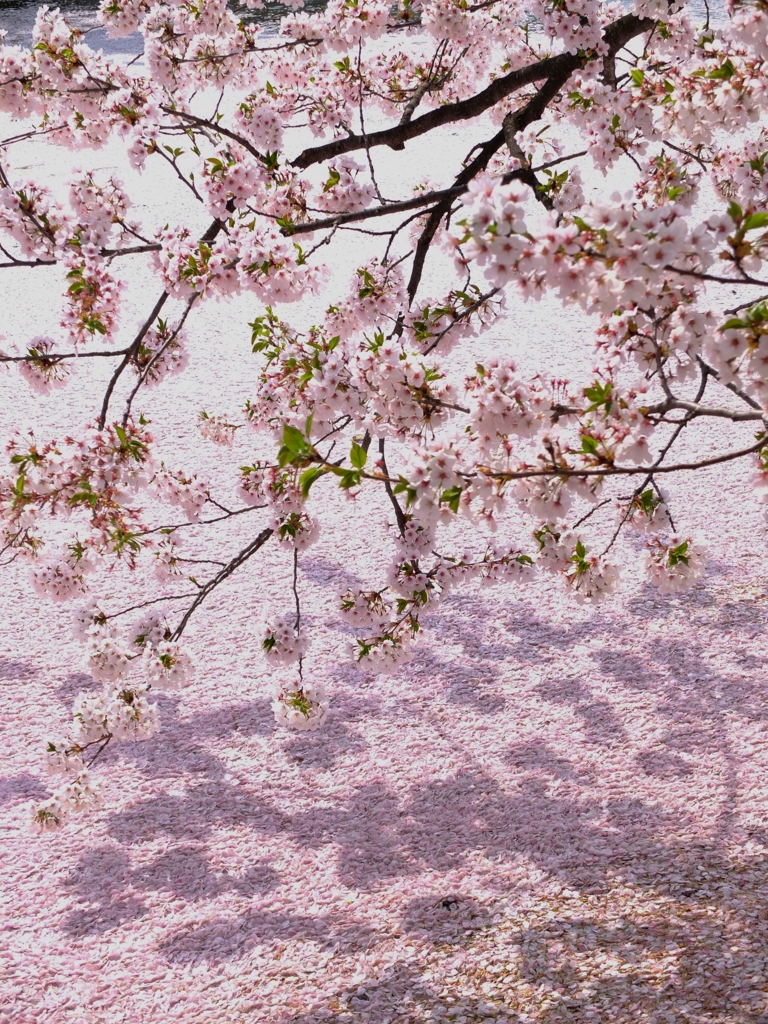 満開と花筏