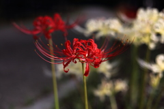 彼岸花（赤）
