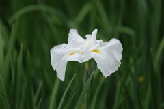 白菖蒲（２）