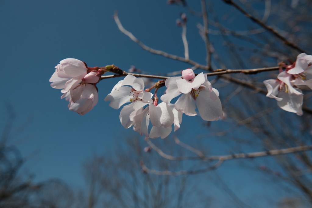 花の季節はじまり
