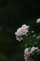 ばら（白）