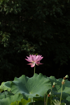 はす