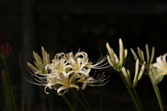 彼岸花（白）