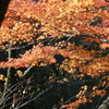 紅葉２