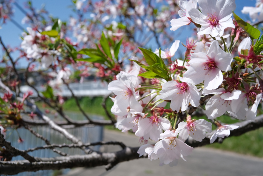 葉桜もまたよし