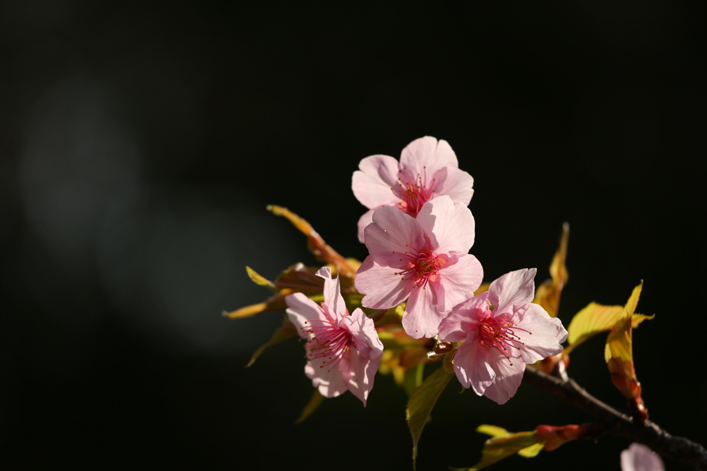 河津桜