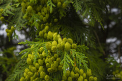 Juniper