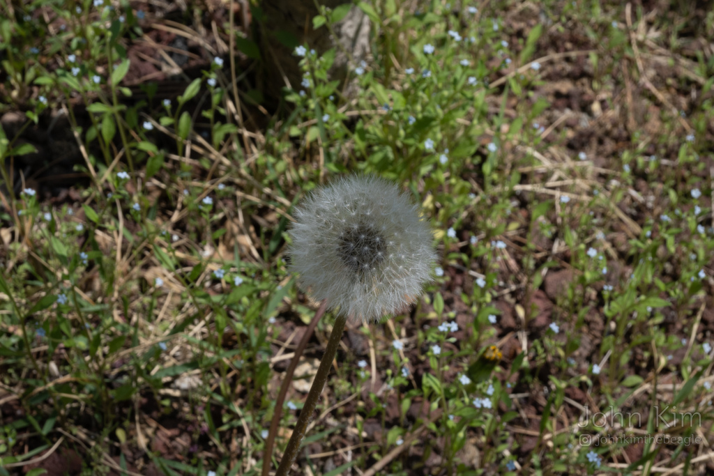 Seeds of dandelion.