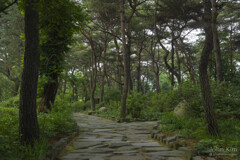 Pine tree