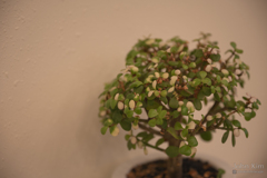 Little tree