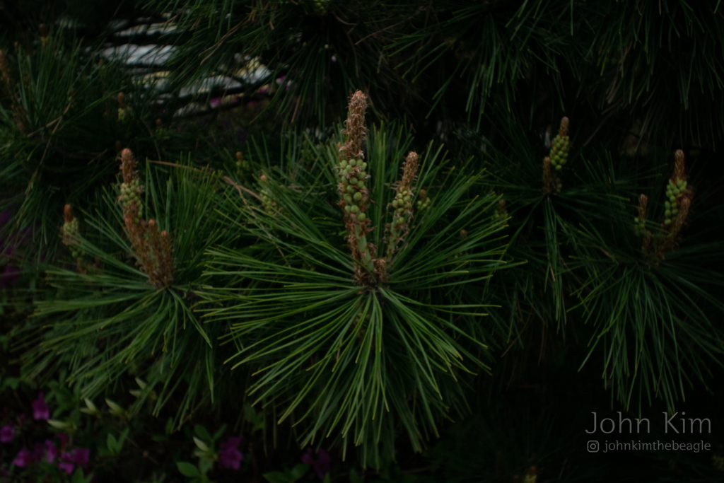 Pine tree