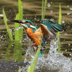 230401-05_飛び込み祭り！