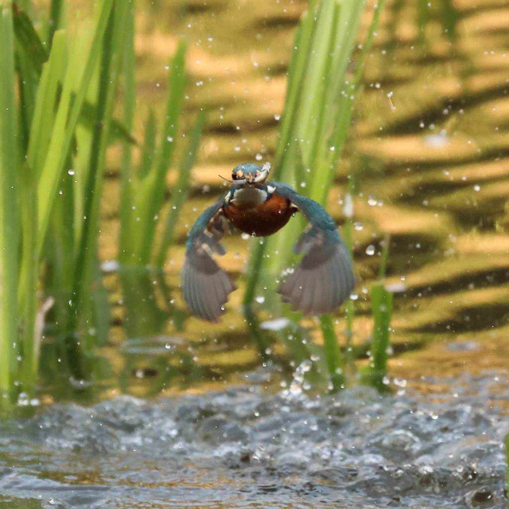 230401-09_飛び込み祭り！