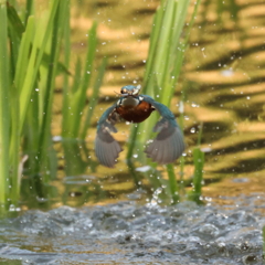 230401-09_飛び込み祭り！