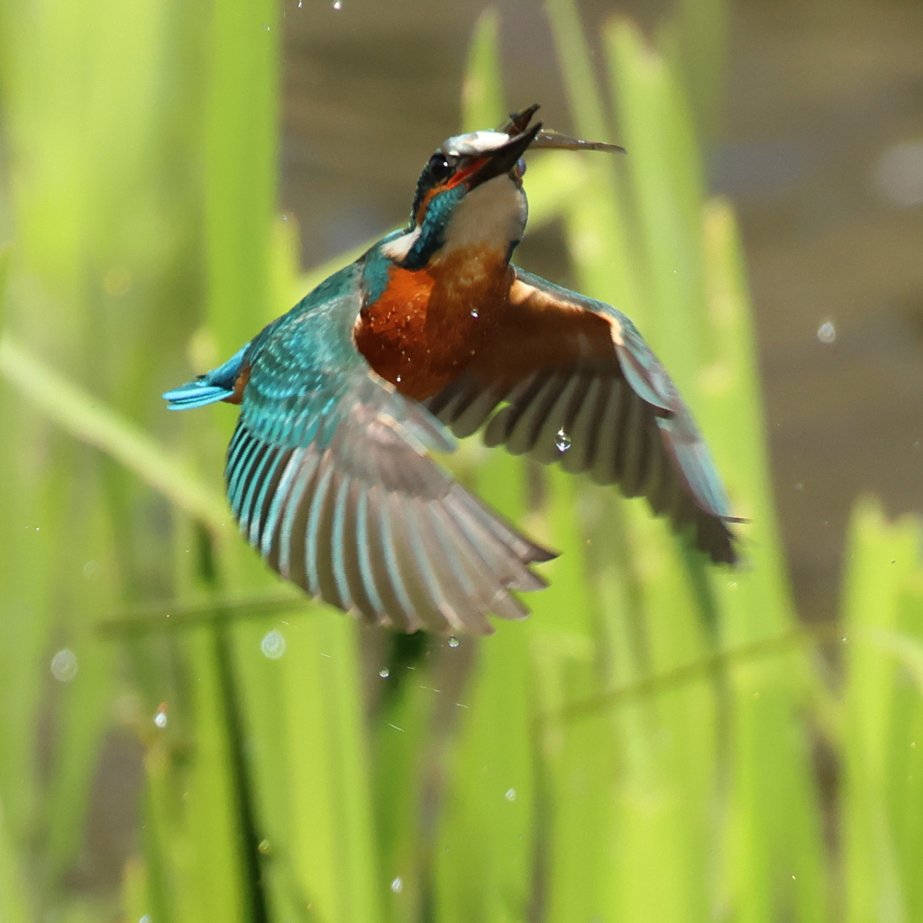 230401-03_飛び込み祭り！