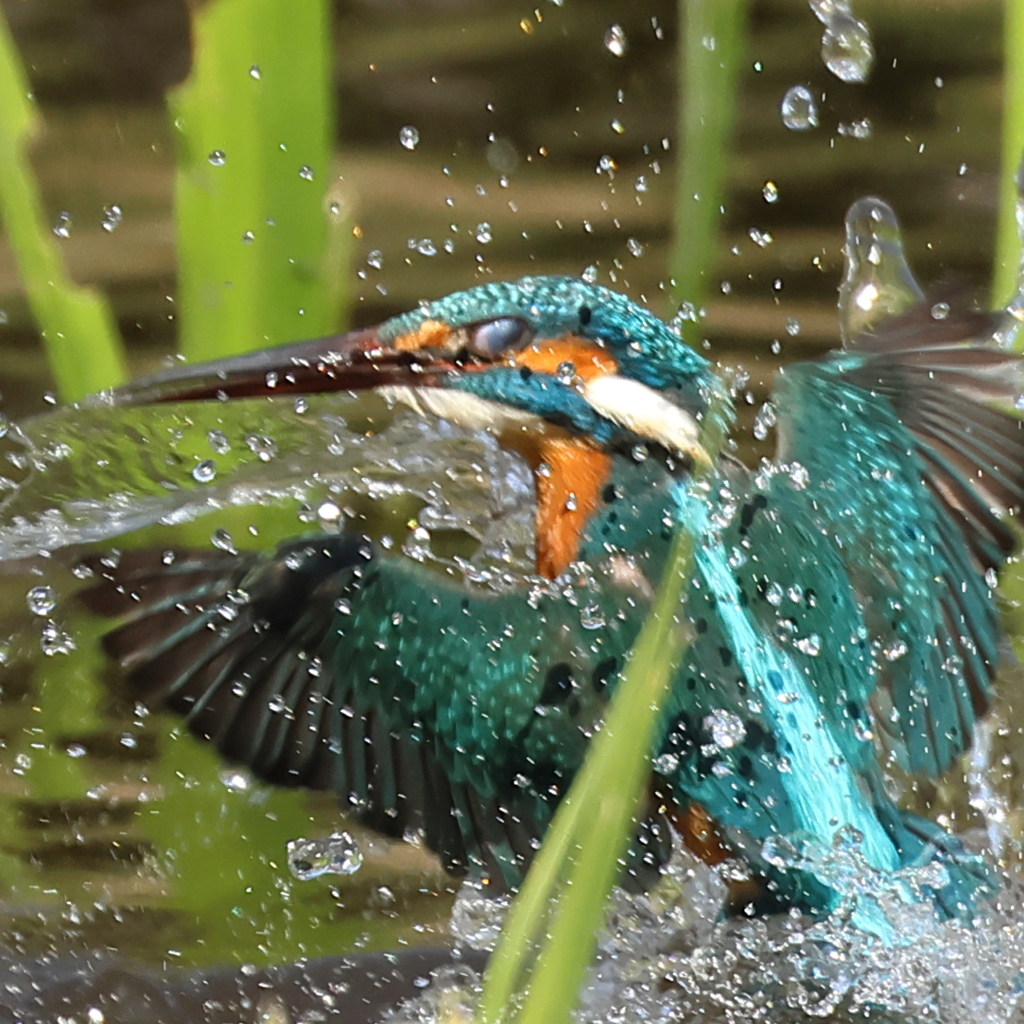 230401-04_飛び込み祭り！