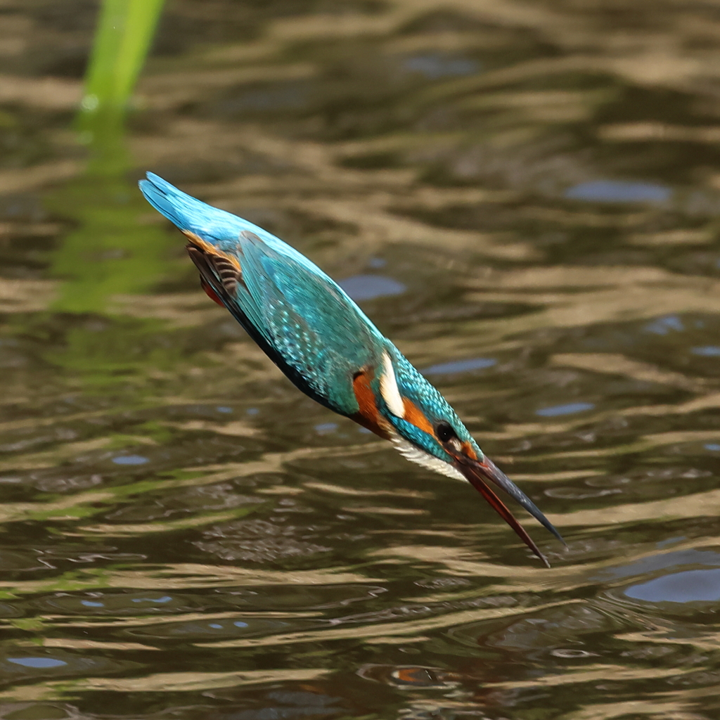 230401-06_飛び込み祭り！