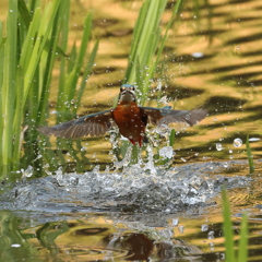 230401-08_飛び込み祭り！