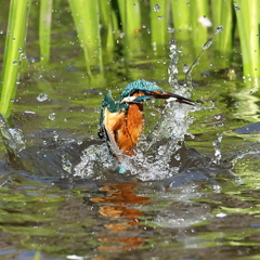 230401-01_飛び込み祭り！